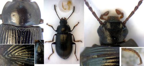 Réf. 299 310 : Nalassus ecoffeti